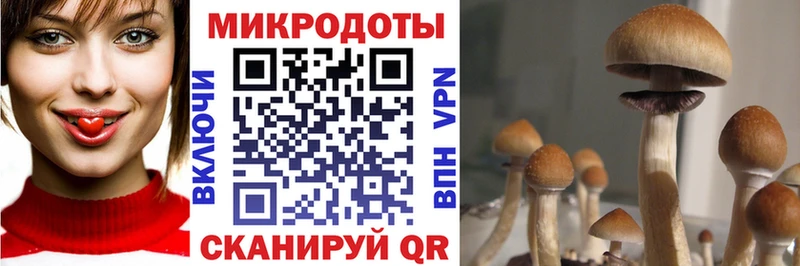 Псилоцибиновые грибы Cubensis  наркота  Гаджиево 